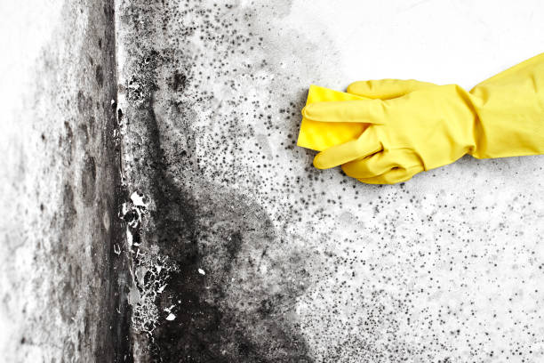 Mold Odor Removal Services in Chilton, WI