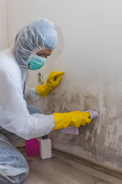 Mold Documentation for Insurance Claims in Chilton, WI
