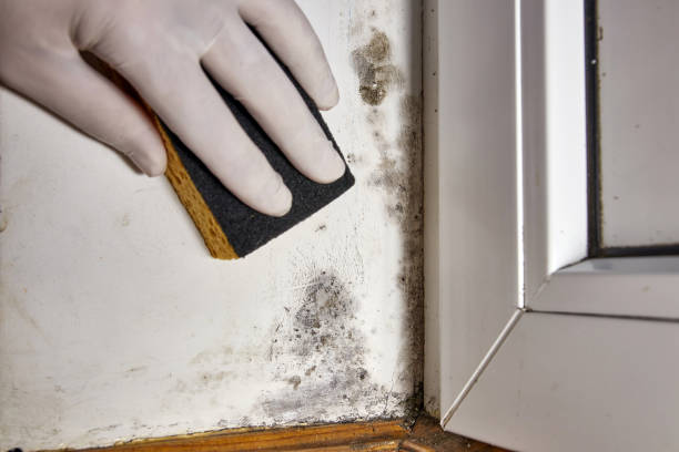 Best Mold-Related Health Consultation  in Chilton, WI